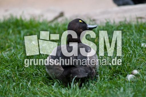 Bergente (10 von 12).jpg